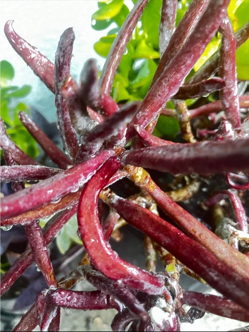 Beautiful burgundy pencil like succulent plant cuttings - Picture 6 of 7